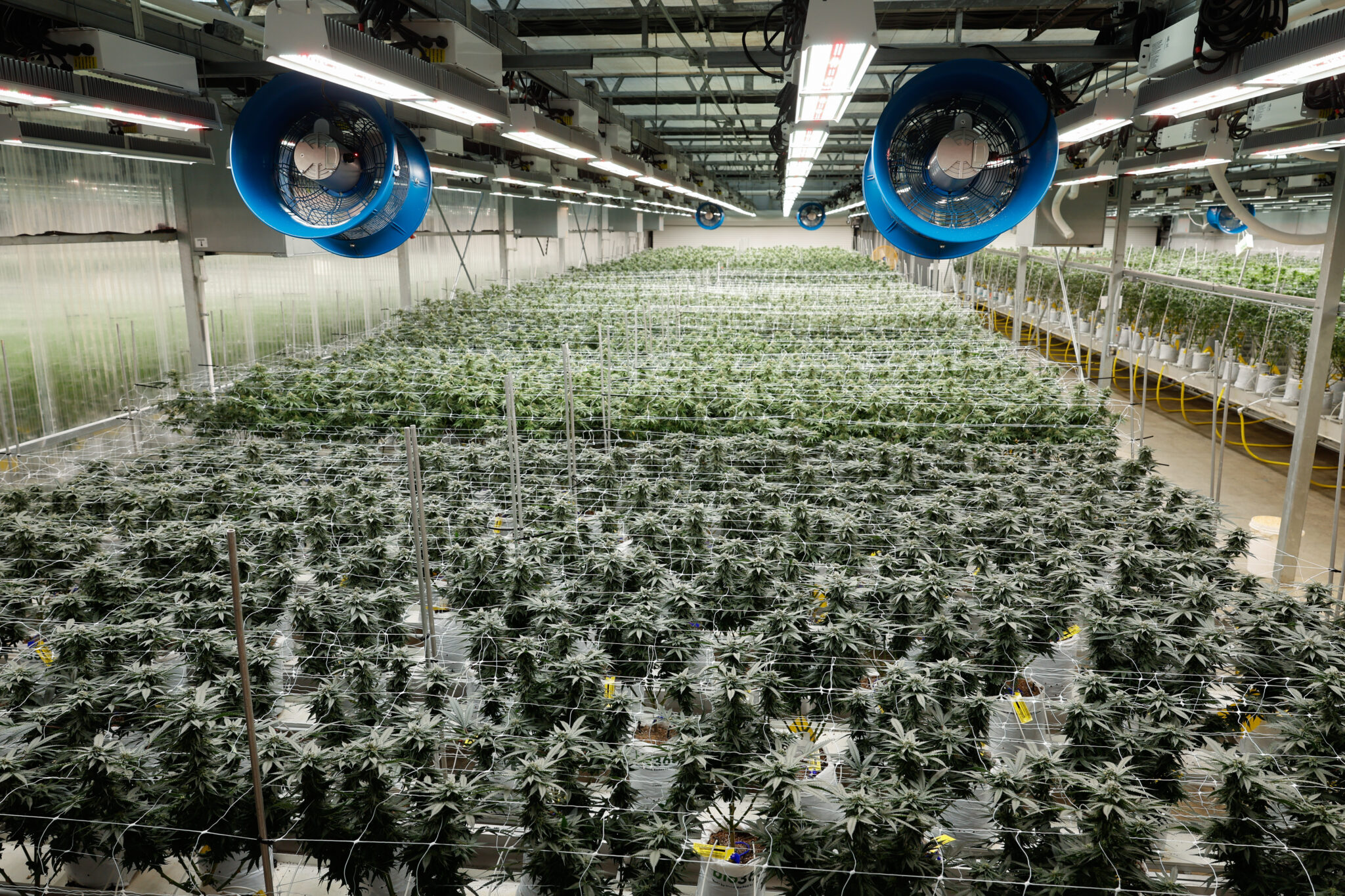 ‘We are going to push pause’ on Ohio marijuana legislation, says Republican lawmaker