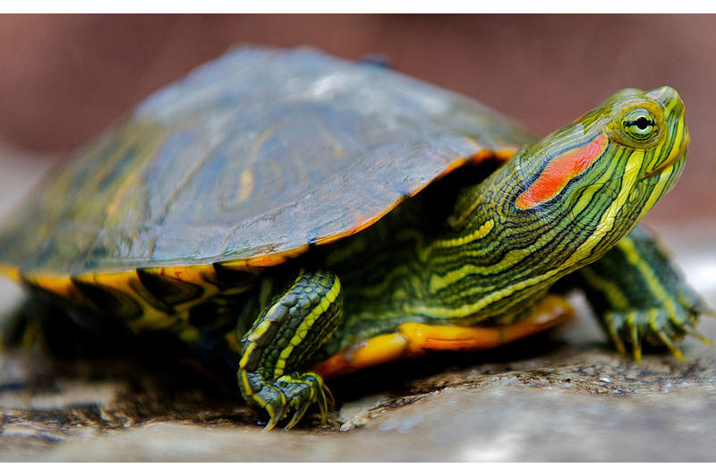 Ohio and Loveland’s Remarkable Reptiles